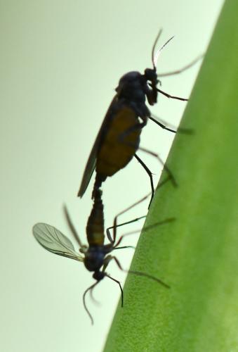 Sciara sp.